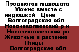 Продаются индюшата. Можно вместе с индюшкой › Цена ­ 300 - Волгоградская обл., Новониколаевский р-н, Новониколаевский рп Животные и растения » Птицы   . Волгоградская обл.